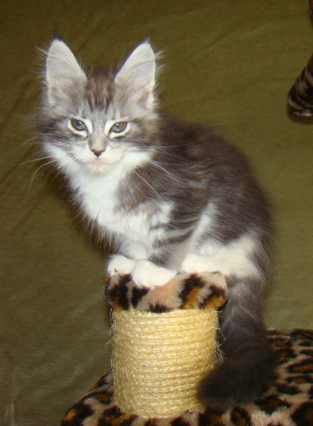     Catsvill County!   !    !       !!!    Catsvill County +7-926-544-74-09     .   ,   ,   ,    ,   ,  ,     ,   -,    ,   !